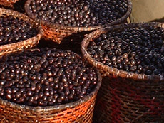 Acai Berry Supplements