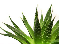 Aloe Vera